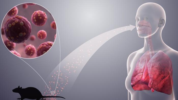 HANTA VIRUS - Ilustrasi cara penularan hanta virus. Kabupaten Ketapang mengonfirmasi kasus perdana Hanta Virus pada Maret 2026 mengakibatkan penderita meninggal.