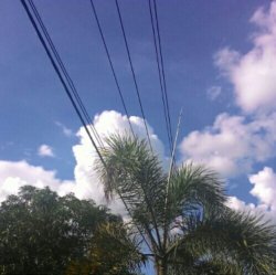 PLN Sintang Tebang Pohon Sentuh Kabel Listrik