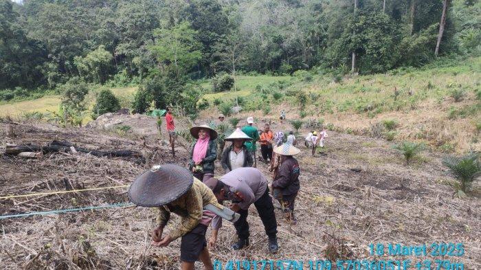 Polisi Sinergi dengan Masyarakat Tanam Jagung 1 Hektare di Desa Andeng dan Berlangsung Sukses