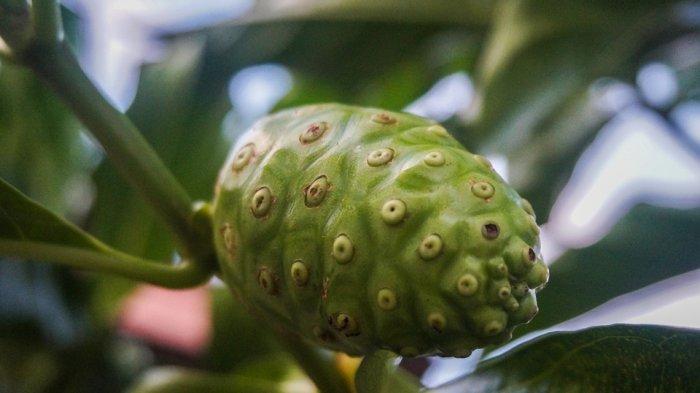 Daftar Buah-buahan Penurun Darah Tinggi atau Hipertensi