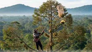5-Buah-Terbanyak-di-Sanggau-Kalbar-Durian-Balai-Terpopuler.jpg