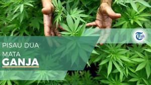 AWAS-Efek-Ganja-Ganggu-Kesuburan-Wanita-dan-Turunkan-Proses-Bayi-Tabung.jpg