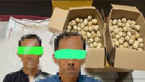 Barang-bukti-dan-2-tersangka-penyelundupan-telur-penyu.jpg