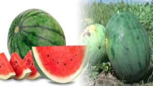Buah-Semangka-yang-sudah-dikupas-dan-semangka-yang-belum-dikupas.jpg