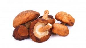 Ilustrasi-contoh-Jamur-shiitake.jpg