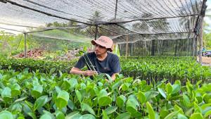 KONSERVASI-MANGROVE-17102555.jpg