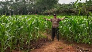 Kondisi-tanaman-jagung-di-demplot-Polsek-Ngabang-di-belakang-Kantor.jpg