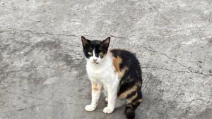 Kucing-liar-saat-berkeliaran-di-sekitar-rumah-warga-Kota-Bandung111.jpg