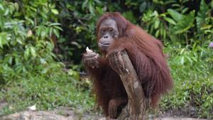 Orangutan-ini-menjalani-tahapan-akhir-dari-proses-pemulihan-dan-pelatihan.jpg