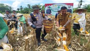 PANEN-JAGUNG-14.jpg