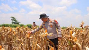 PANEN-JAGUNG-24092555.jpg
