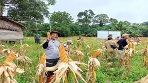 PANEN-JAGUNG2435rwe.jpg