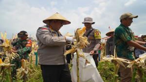 PANEN-JAGUNG3REWDF.jpg