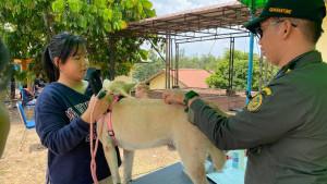 PLBN-VAKSINASI-RABIES.jpg