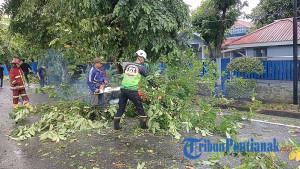 POHON-TUMBANG-1239993.jpg
