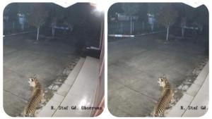 Penampakan-Harimau-Sumatera-terlihat-dari-CCTV-11.jpg
