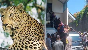 Petugas-tengah-mengevakuasi-macan-tutul.jpg