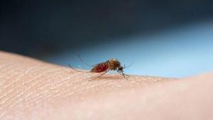 SINGKAWANG-Ilustrasi-nyamuk-Aedes-Aegypti.jpg