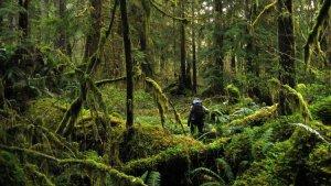 Saat-Pohon-Hutan-Hujan-Tropis-Gagal-Berfotosintesis-Picu-Kematian-Massal.jpg