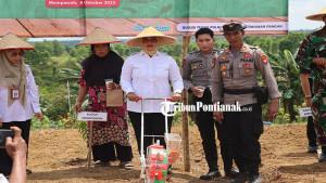 TANAM-JAGUNG-243EWSFMNH-M.jpg