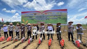 TANAM-JAGUNG-45trgfre4r.jpg