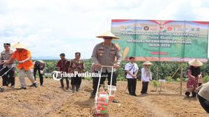 TANAM-JAGUNG-rwdsfd.jpg