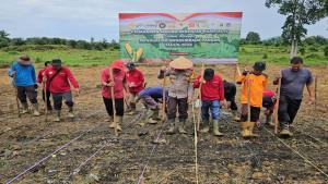 TANAM-JAGUNG24dg9ok.jpg