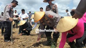 TANAM-JAGUNG34tre.jpg