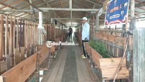 TERNAK-KAMBING235r4ewf.jpg