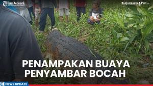 TEROR-Buaya-3-Meter-Ancam-Siswa-SD-di-Kalteng-2025.jpg