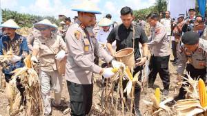 ktp-jagung-a.jpg