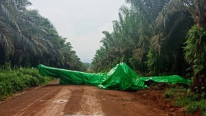 pesawat-jatuh-di-kebun-sawit_20181103_233949.jpg