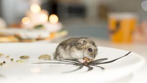 seekor-tikus-yang-mengambil-makanan-di-rumah.jpg