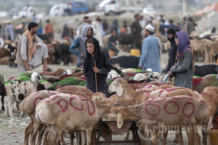1/3 Daging Kurban Berapa Kilo ? Bolehkan Seluruhnya Disedekahkan kepada Fakir Miskin ? Ini Dalilnya