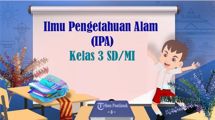 30-SOAL-IPA-Kelas-3-SD-MI-Semester-1-Kunci-Jawaban-Ulangan-UTS-PTS-STS-Tahun-2024-Pilihan-Ganda.jpg