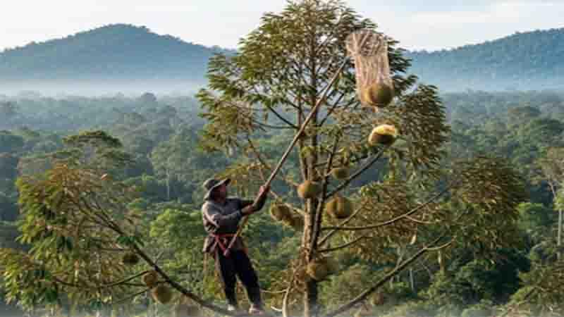 5-Buah-Terbanyak-di-Sanggau-Kalbar-Durian-Balai-Terpopuler.jpg