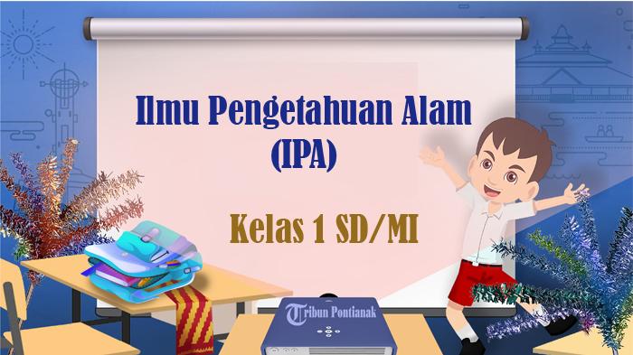 50 Soal IPA Kelas 1 SD Semester 2 Kurikulum Merdeka 2025, Kunci Jawaban Pilihan Ganda
