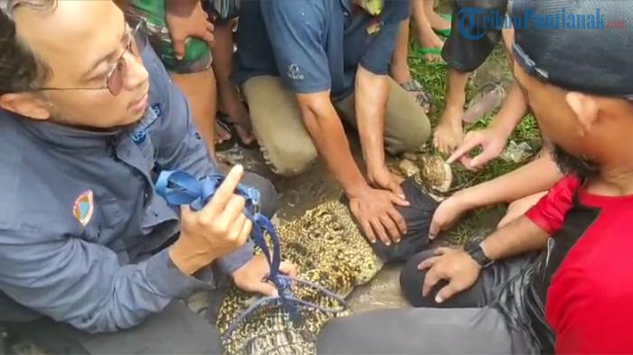 Buaya 2 Meter di Jalan Adiwijaya Desa Antibar Mempawah Berhasil Ditangkap