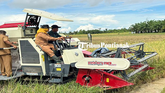 Bupati-Mempawah-Erlina-ketika-ikut-panen-padi-menggu34rew.jpg