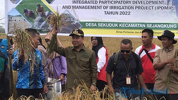 Petani di Desa Sekuduk Sambas Dapat Hasilkan 1 Ton Per Petak Sawah, Dampak Sekolah Lapangan Petani