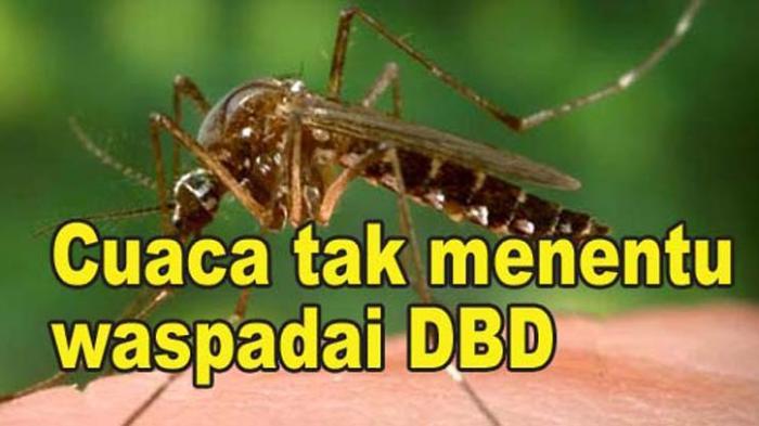 DBD-Intai-Semua-Umur-Waspada-Bahaya-Demam-Berdarah-saat-Musim-Hujan.jpg