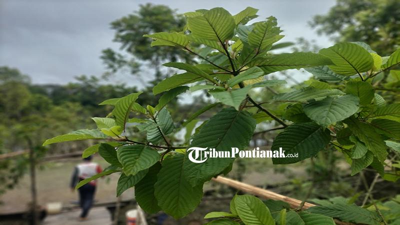 Warga Kapuas Hulu Akui Daun Kratom Bantu Perekonomian