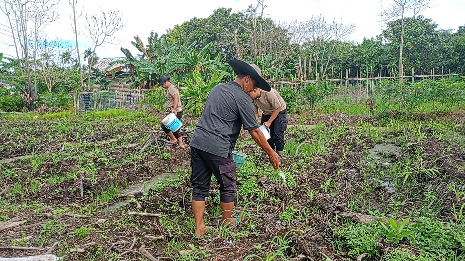 Polsek Matan Hilir Utara Pupuk Tanaman Jagung Hibrida di Lahan Kelompok Tani Hilir Utara Makmur