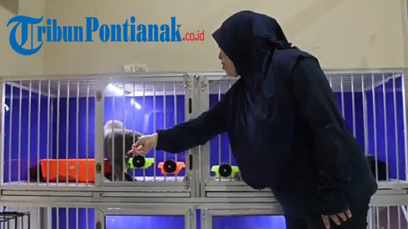 Layanan Jasa Penitipan Hewan Meningkat di Momen Natal dan Tahun Baru