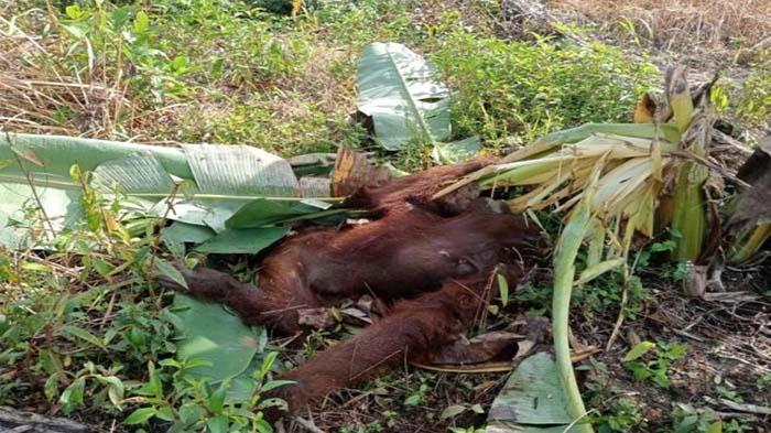 Orangutan di Kayong Utara Ditemukan Tak Bernyawa Terdapat Luka di Punggung Diduga Karena Benda Tajam