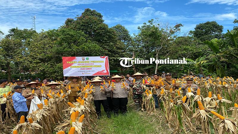 Pemdes Sepinggan Sambas Gandeng Polsek Semparuk Panen Jagung 2 Ton