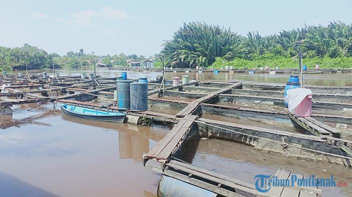 Petani Keramba Ikan di Mempawah Beberkan Penyebab Banyak Ikan yang Mati