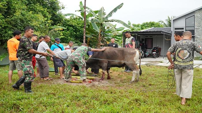 Kodim 1208/Sambas Sembelih Dua Ekor Sapi Kurban