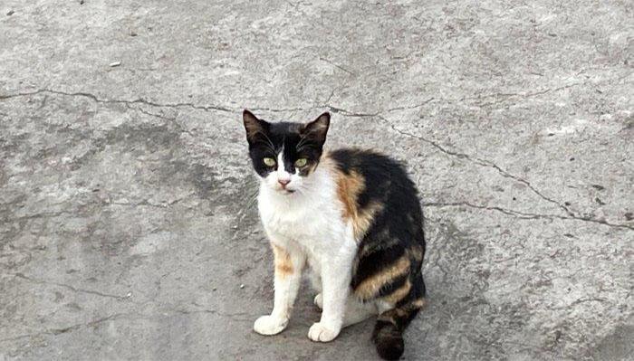Unik ! Kisah Menggemaskan Chocolat, Kucing Kepala Stasiun di Jepang yang Kini Pensiun