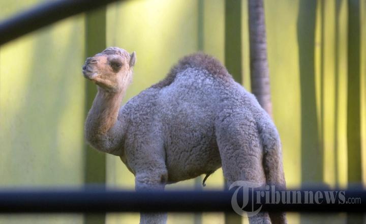 Kurban-Unta-untuk-Berapa-Orang-Berapa-Harga-per-Ekornya-di-Indonesia-Cek-Aturan-Ini.jpg